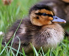 Canard colvert