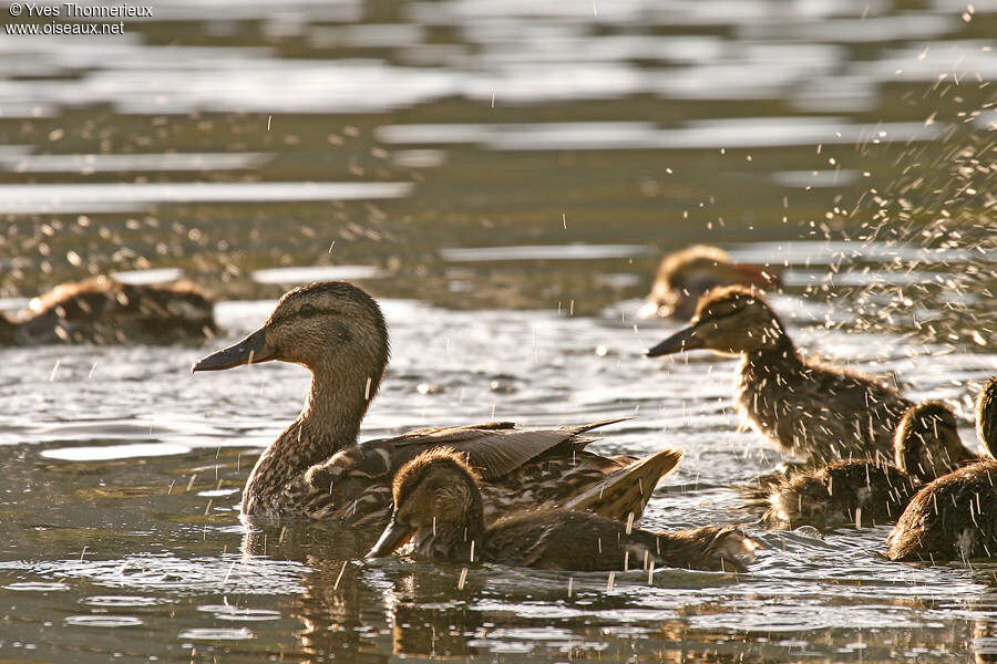 Canard colvert femelle adulte