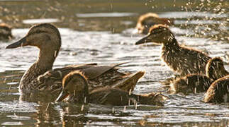 Canard colvert