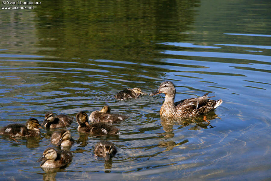 Canard colvert femelle adulte