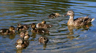 Canard colvert