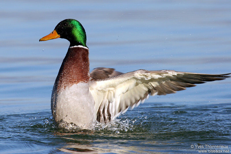 Canard colvert