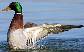 Canard colvert