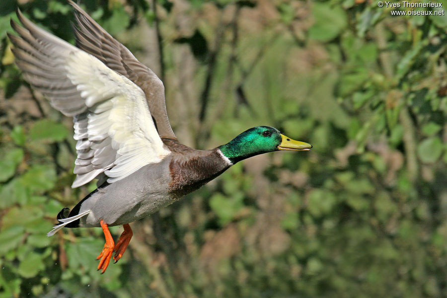 Canard colvert mâle