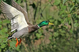 Canard colvert