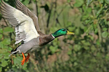 Canard colvert