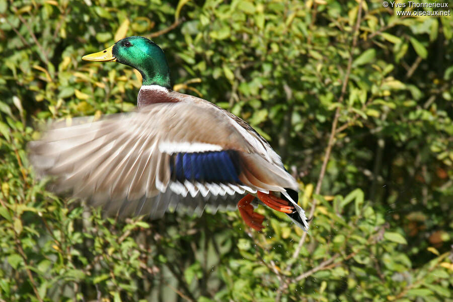 Canard colvert mâle