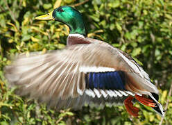 Canard colvert