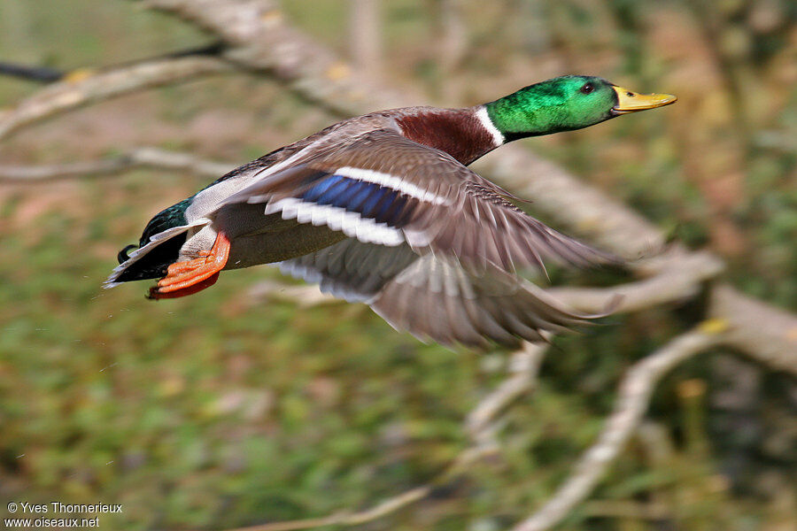 Canard colvert mâle