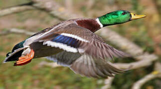 Canard colvert