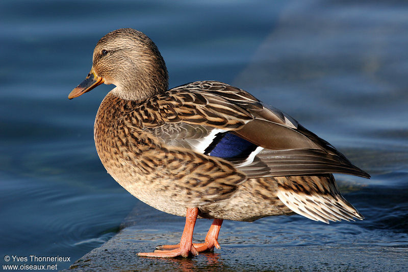 Canard colvert