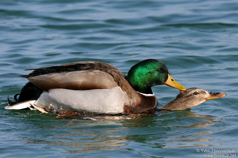 Canard colvert