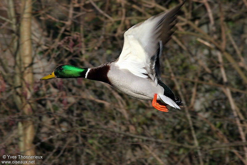 Canard colvert