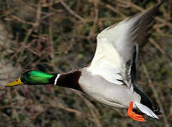 Canard colvert