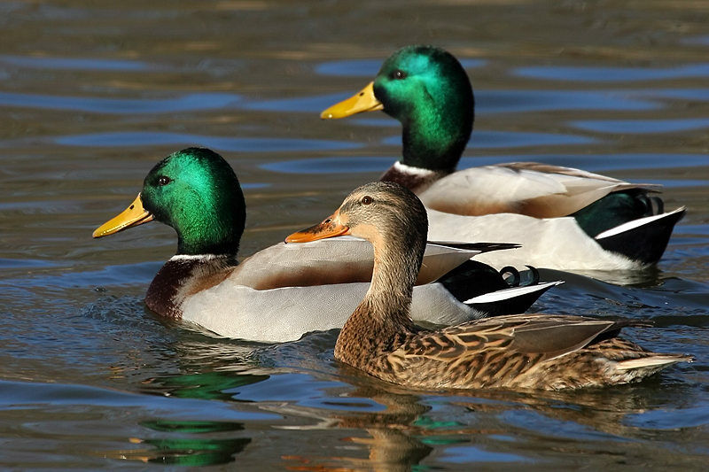 Canard colvert