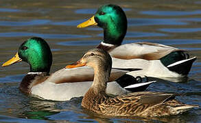 Canard colvert