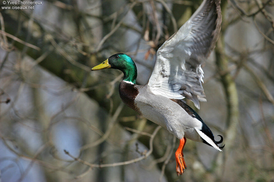 Canard colvert