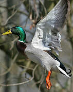 Canard colvert