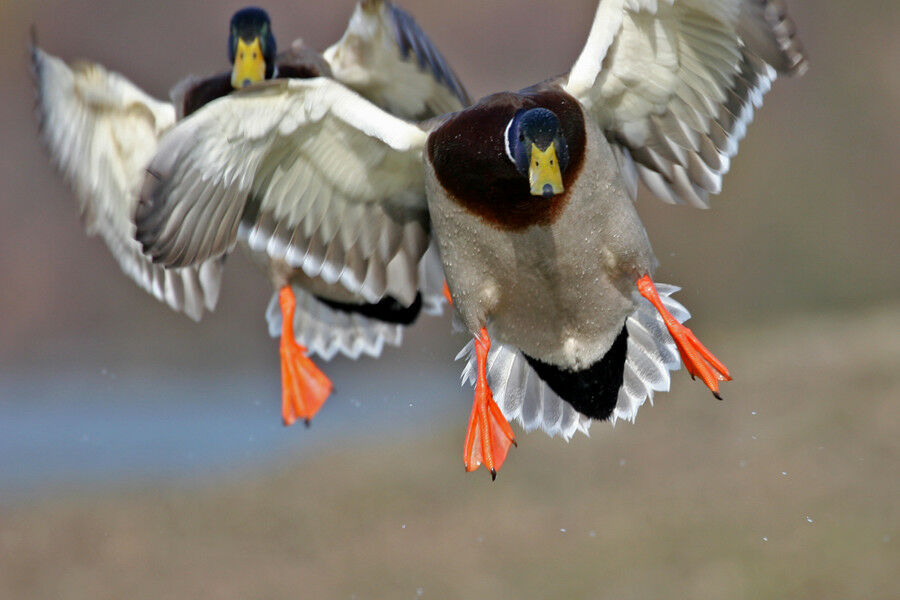 Canard colvert