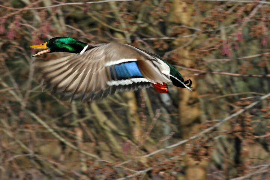 Mallard