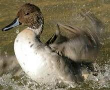 Canard pilet