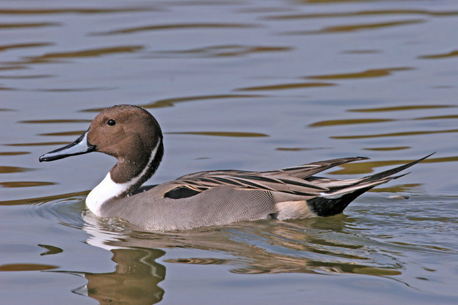 Northern Pintail