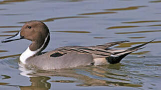 Canard pilet