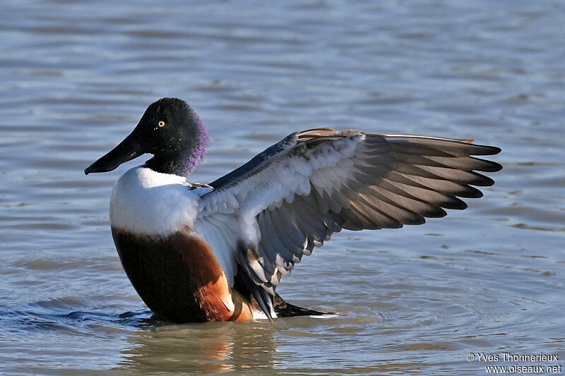 Northern Shoveler