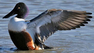 Northern Shoveler