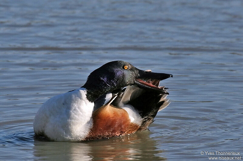 Northern Shoveler