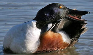 Northern Shoveler