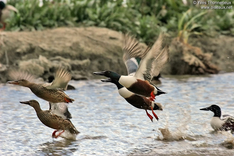 Canard souchet