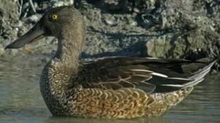 Northern Shoveler