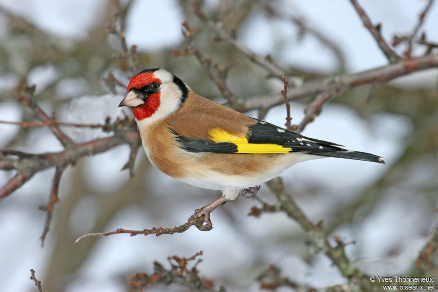 European Goldfinch