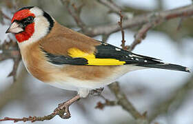 European Goldfinch