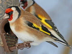 European Goldfinch