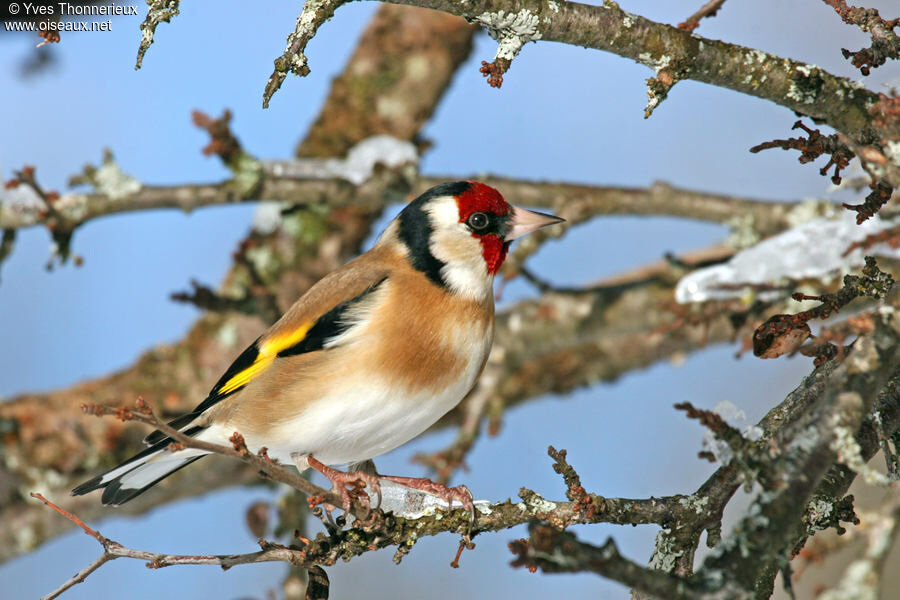 Chardonneret élégant