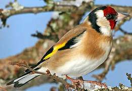 European Goldfinch