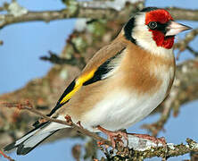 European Goldfinch