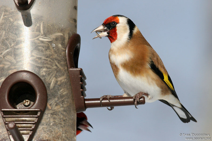 European Goldfinch