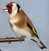 European Goldfinch