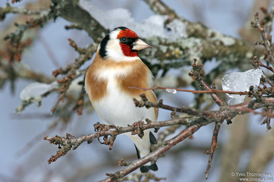 Chardonneret élégant