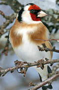 European Goldfinch