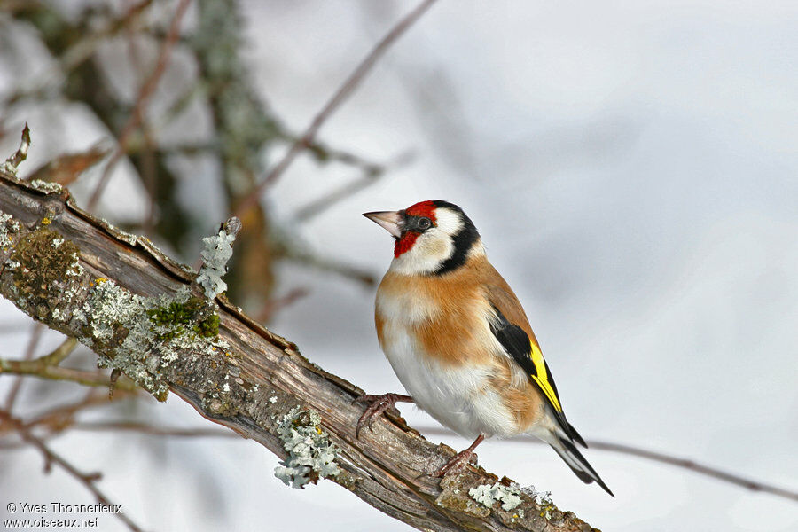 European Goldfinch