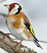 European Goldfinch