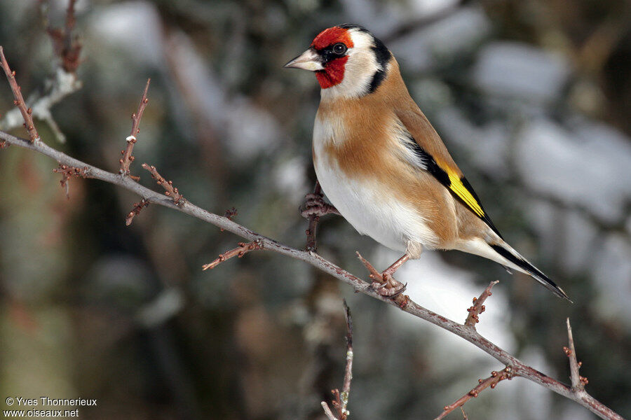 European Goldfinch