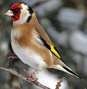 European Goldfinch