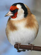 European Goldfinch