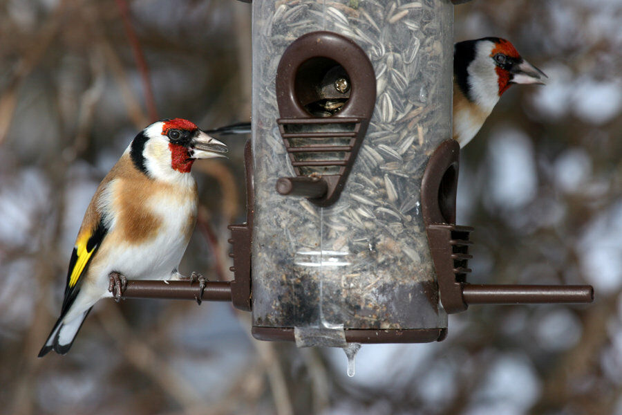 European Goldfinch