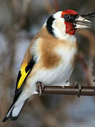 European Goldfinch